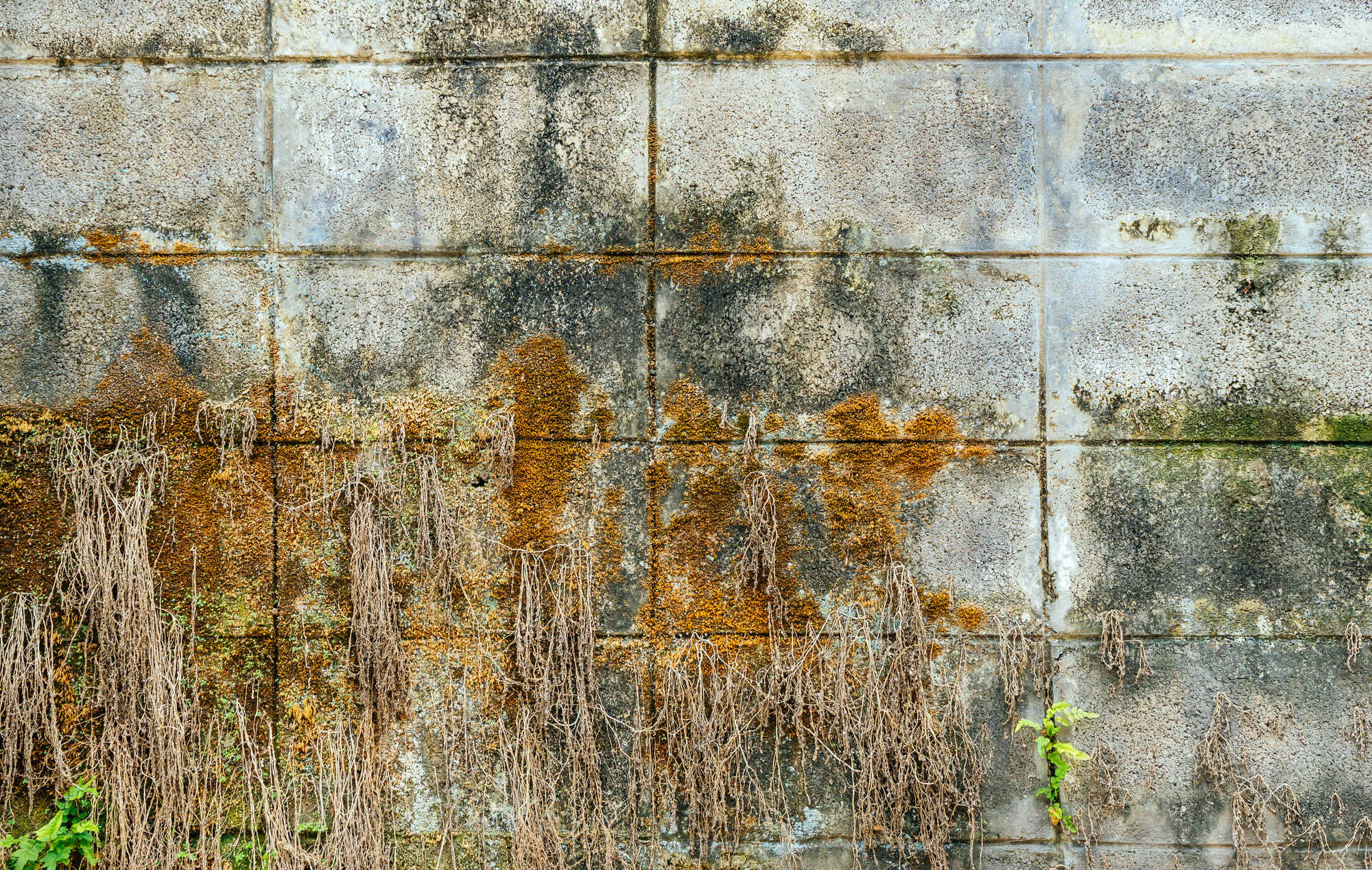 mossy old wall with fern and roots